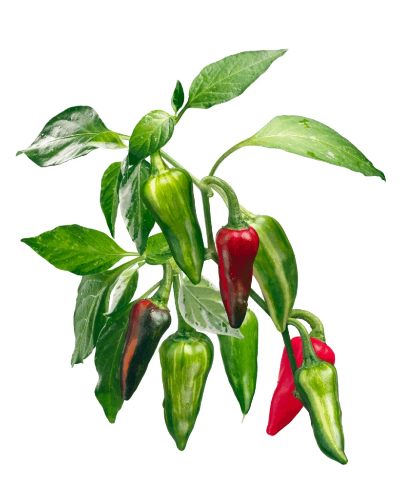 Illustration of a Fish Pepper plant with Green and Red pepper pods