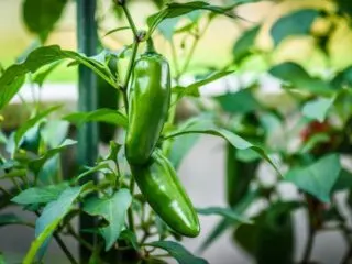 Photo of Jalapeno pepper plants with a few green pepper pods hanging off the vine