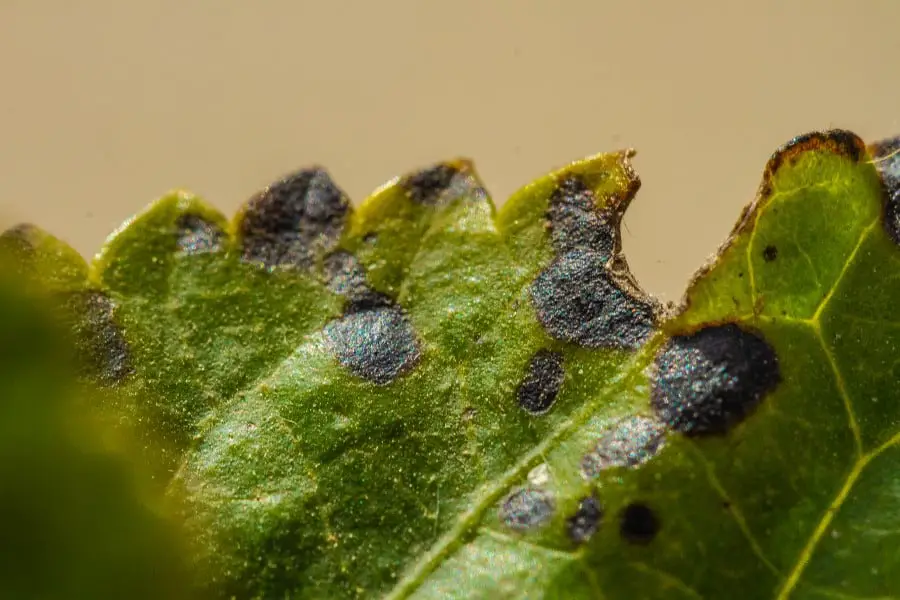 Close up photo of the edge of a green leaf which is infected with a disease causing black spotting on its surface.
