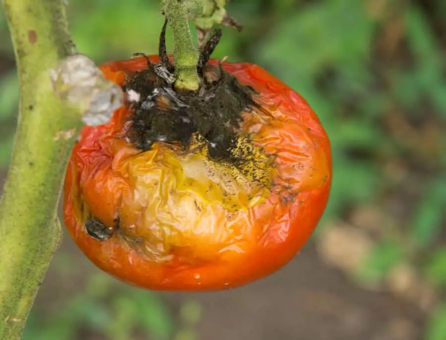 Photo of blossom end rot on a red tomato still on the vine. The top of the tomato which is attached to the vine has rotted and turned black. The rest of the tomato is turning colors from red to orange green.