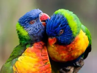 Photo of two birds multicolored birds (green, yellow, and blue) snuggling