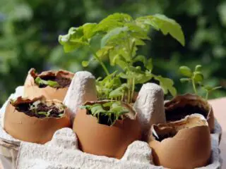 Photos of brown eggshells with the tops cracked off and fthe eggshell being filled with soil. From the soil plants are sprouting. The eggshells with sprouts are placed in an open egg carton