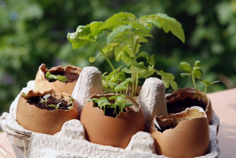 Are Eggshells Good for Pepper Plants? The Spicy Trio