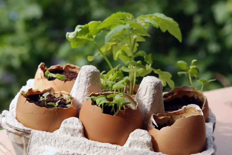 Photos of brown eggshells with the tops cracked off and fthe eggshell being filled with soil. From the soil plants are sprouting. The eggshells with sprouts are placed in an open egg carton