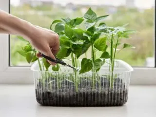 Photo of pruning young pepper plants in a transparent container