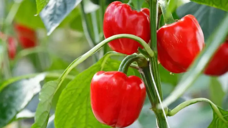 Photo of three red bell peppers ripening on the vine