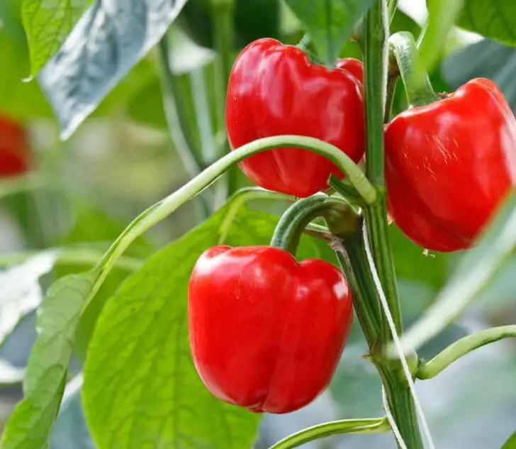 How Long do Pepper Plants Live? Lifespan by Type The Spicy Trio