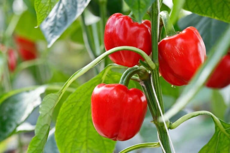 Can Peppers Grow in the Shade? (Answered!) The Spicy Trio