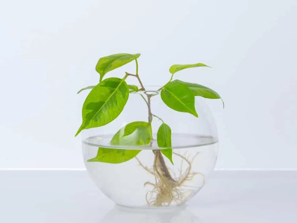 Photo of a plant with exposed roots soaking in a fishbowl half full of water