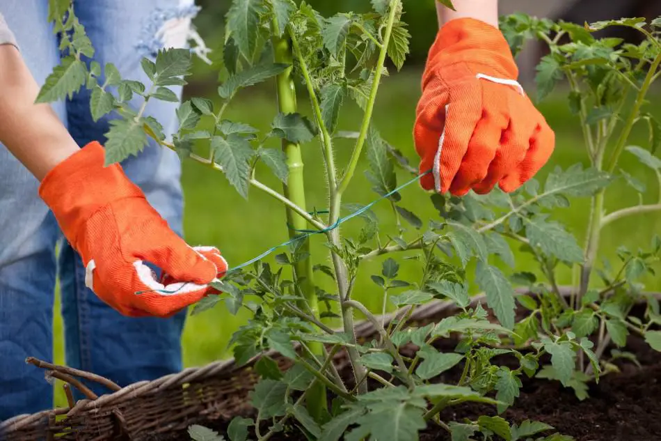 Photo of gardener staking a plant to a bamboo stick for additional support