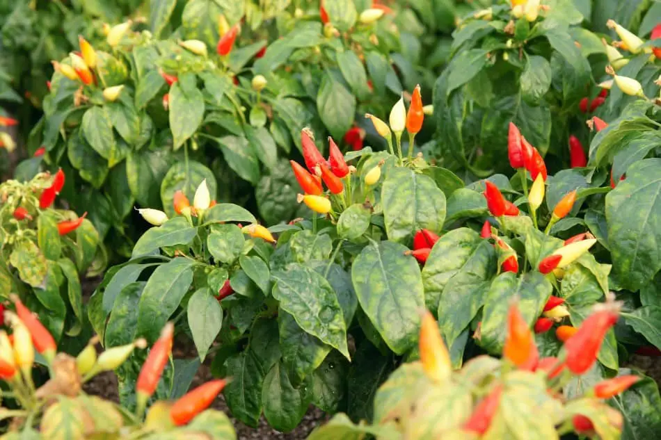 Photo of many red and pale yellow Tabasco peppers growing outdoors