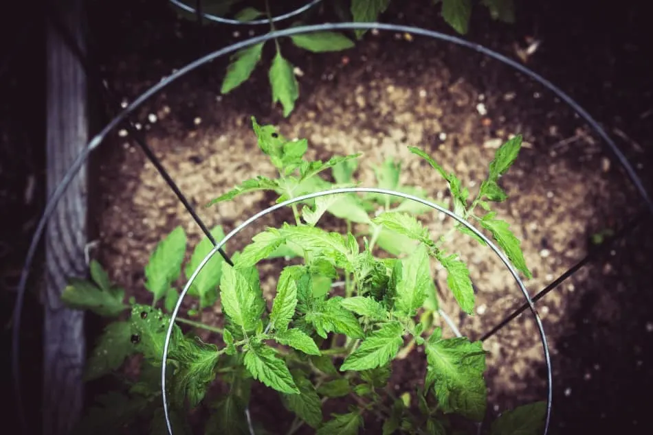 Photo of a tomato cage which can be used to support growing pepper plants as well