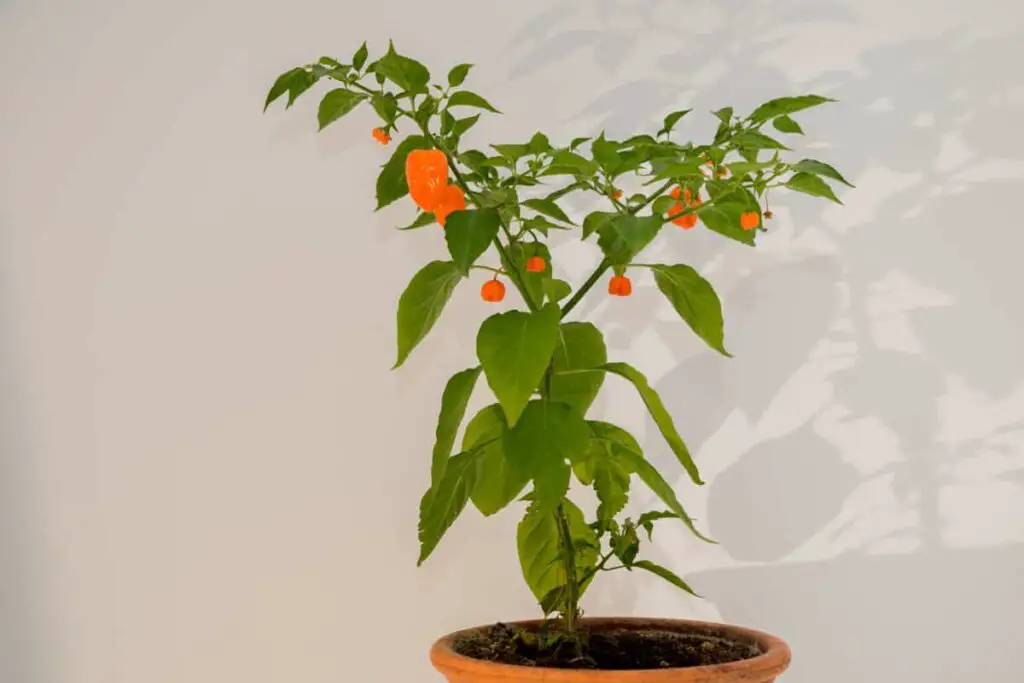 Photo of a Habanero plant growing in a pot with a handful of orange ripe peppers hanging off stems