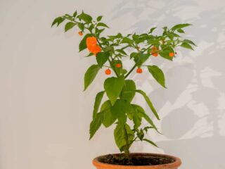 Photo of a Habanero plant growing in a pot with a handful of orange ripe peppers hanging off stems