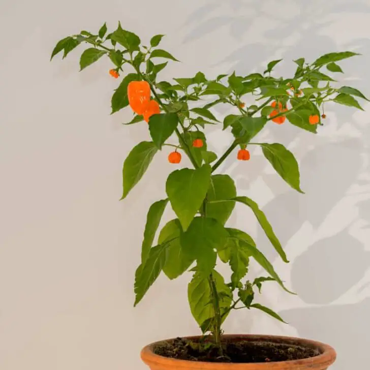 Why Your Habanero Plant is Wilting? Core Causes The Spicy Trio