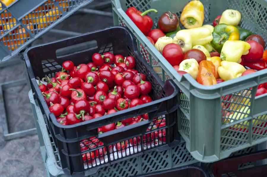 Photo of plastic crate full of red pimento peppers at a farmers market