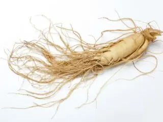 Photo of a medium sized pale looking ginseng root laying on a white backdrop