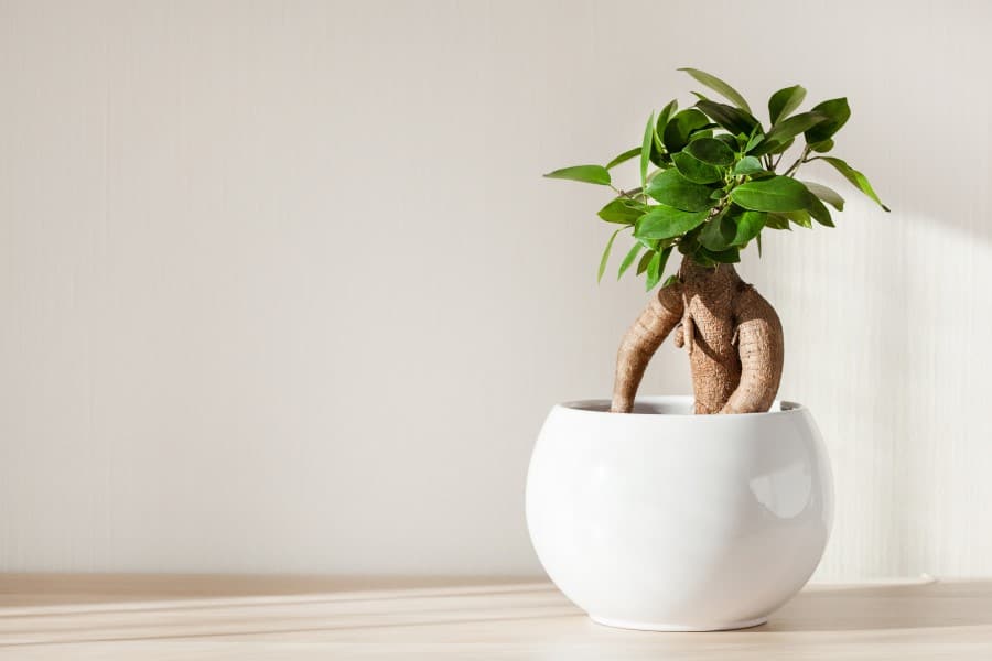 Ginseng growing in a white ceramic planter sitting on top of a wood table. The ginseng roots are showing with a green leafy top half