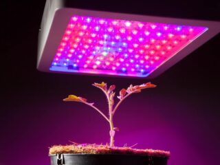 Multi-spectrum grow light hung above a young tomato plant