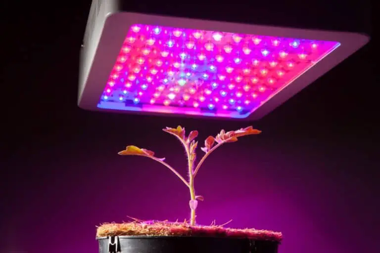 Grow Lights and LEDs VS Sunlight Which is Better for Plants The