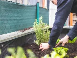 Photo of woman planting rosemary in a raised bed garden