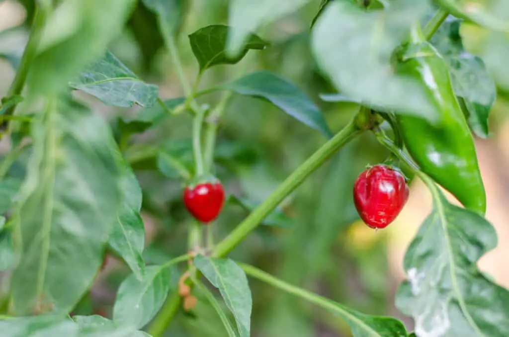 Photo of two red ripe Chiltepin peppers growing on a plant