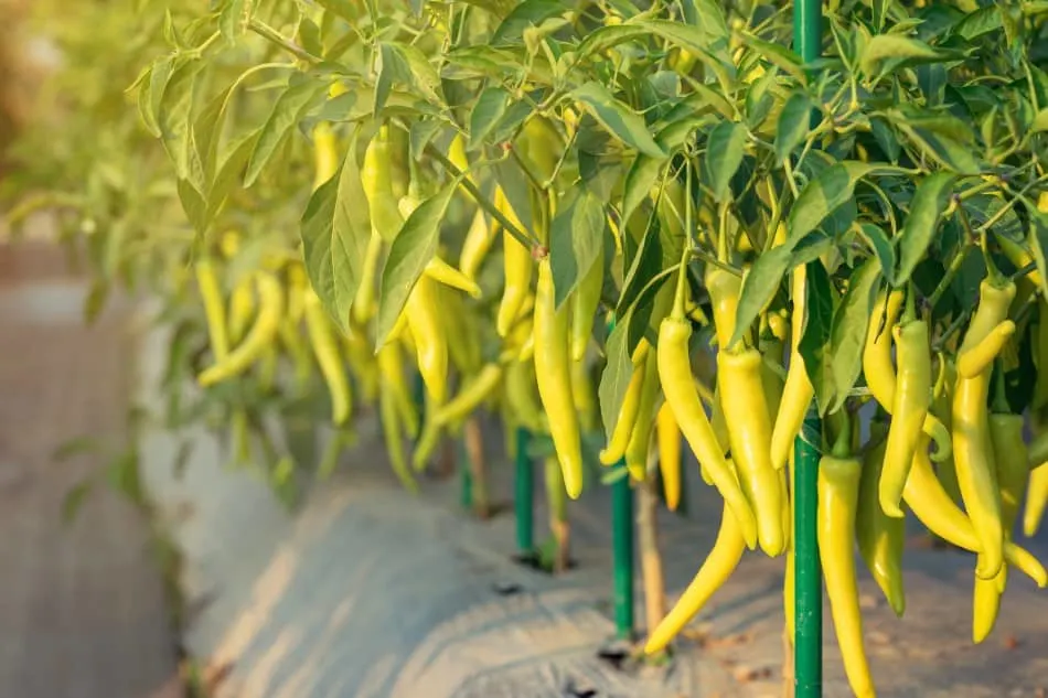 Row of yellow chili peppers growing in the sunlight