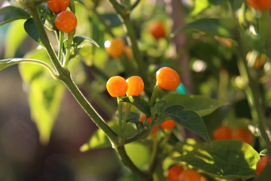 Photo Aji Charapita pepper ripening to an orange color outdoors