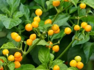 Photo of orange Aji Charapita peppers growing outdoors