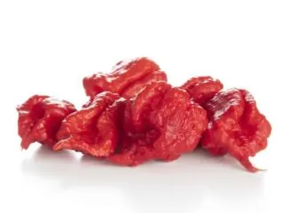 Close of photo of red Dragon's Breath peppers on white backdrop