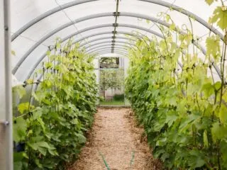 Photo of grapes growing in a hoop house