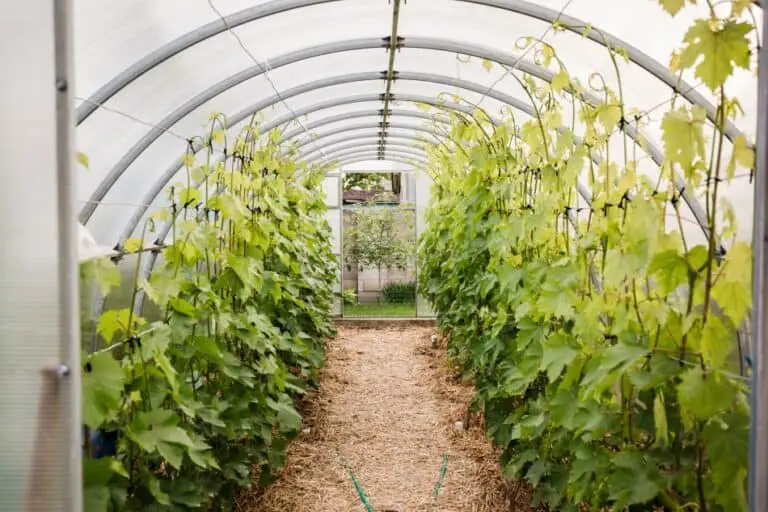 How do Grow Tents Work and are They Worth it? The Spicy Trio