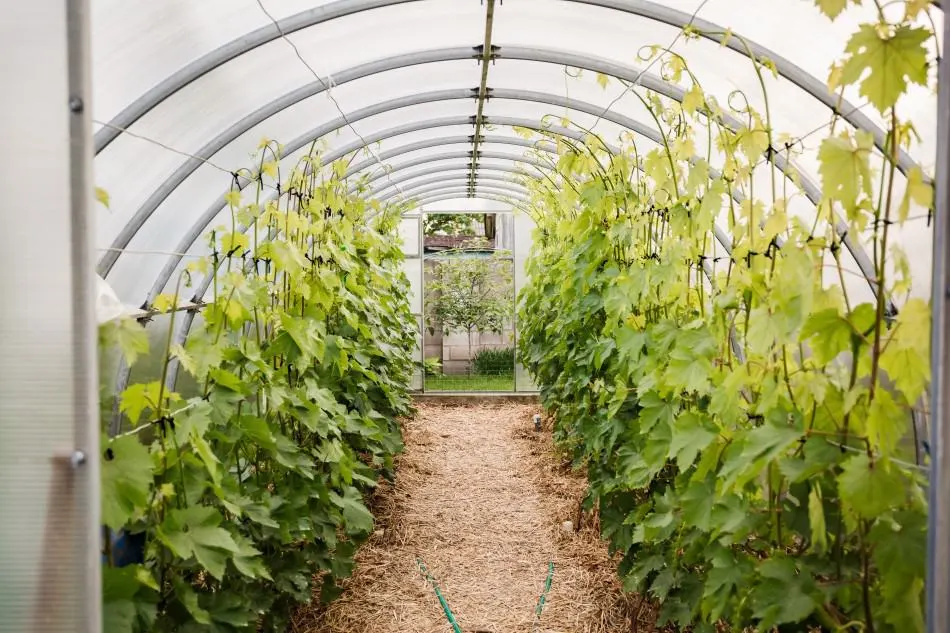Photo of grape vines growing in a hooped outdoor grow tent