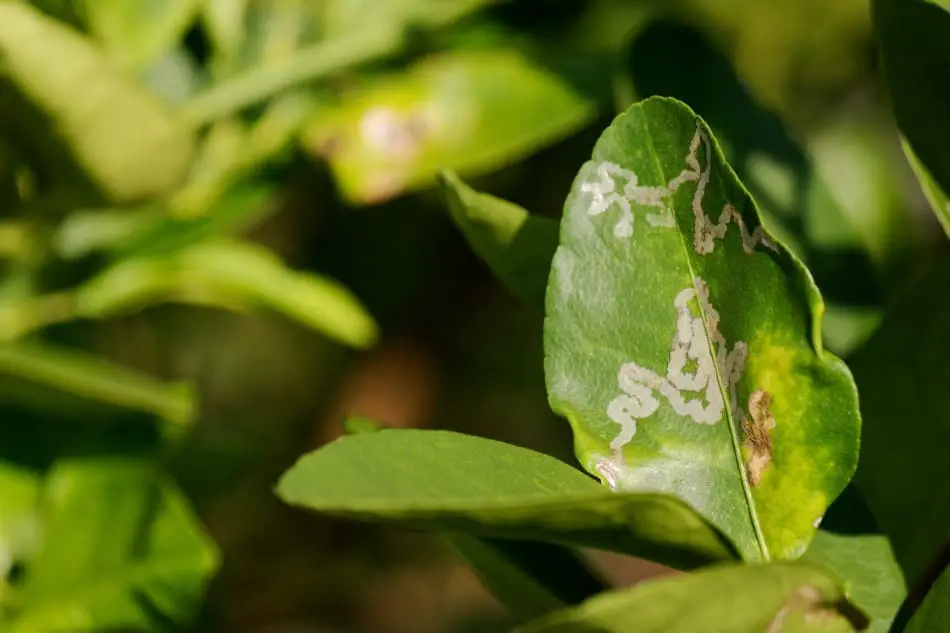 Photo of leaf miner damage on a green leaf