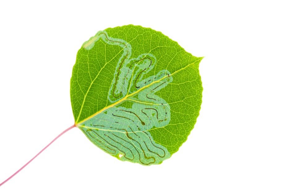 Leaf miner damage on a green leaf on a white backdrop