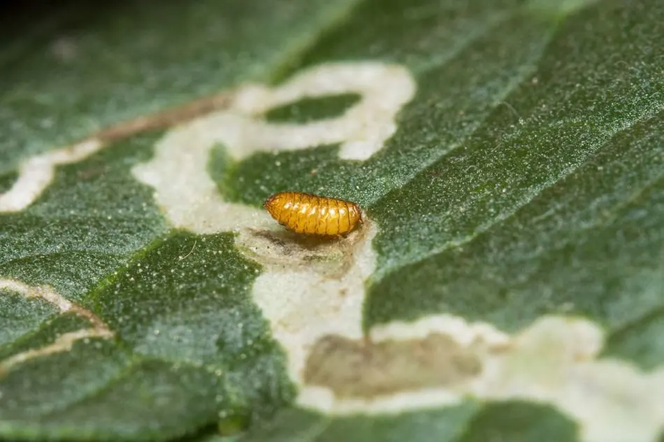 Photo of a leaf miner larva creating leaf mining trail marks on a green leaf