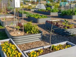Photo of galvanized steel raised beds set a top woodchips