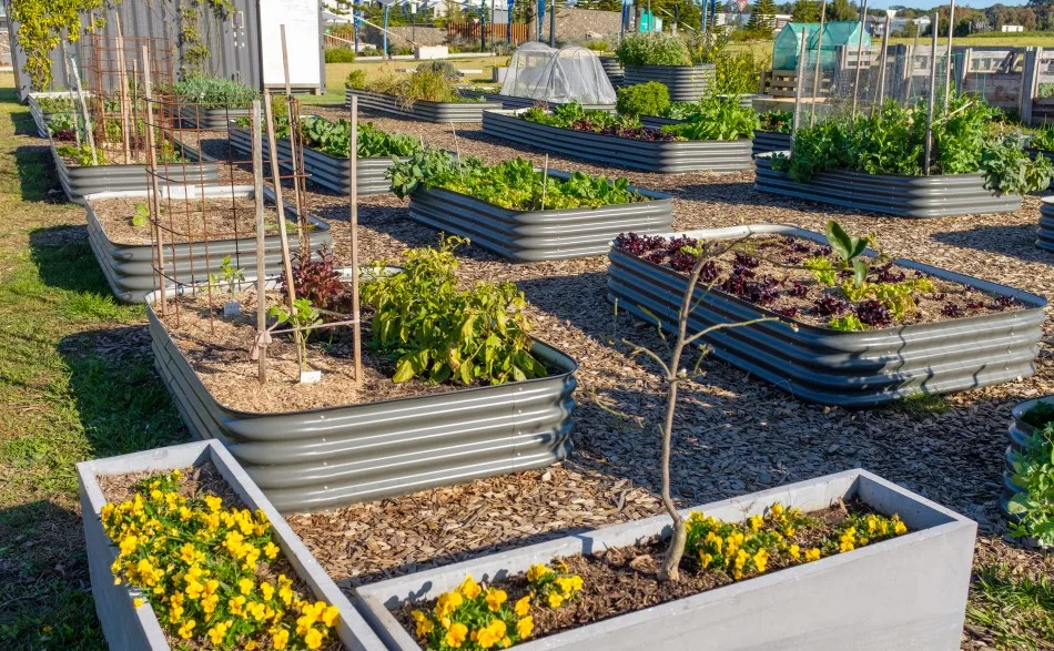 Photo of galvanized steel raised beds set a top woodchips