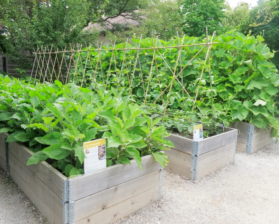 Photo of raised gardening beds made of wood with leafy produce being grow in them
