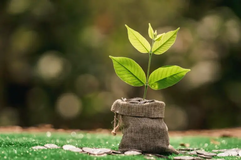 Fabric Grow Bags and Plants 21 Things to Know The Spicy Trio