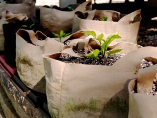 Photo of canvas grow bags filled with soil and plants growing out of them