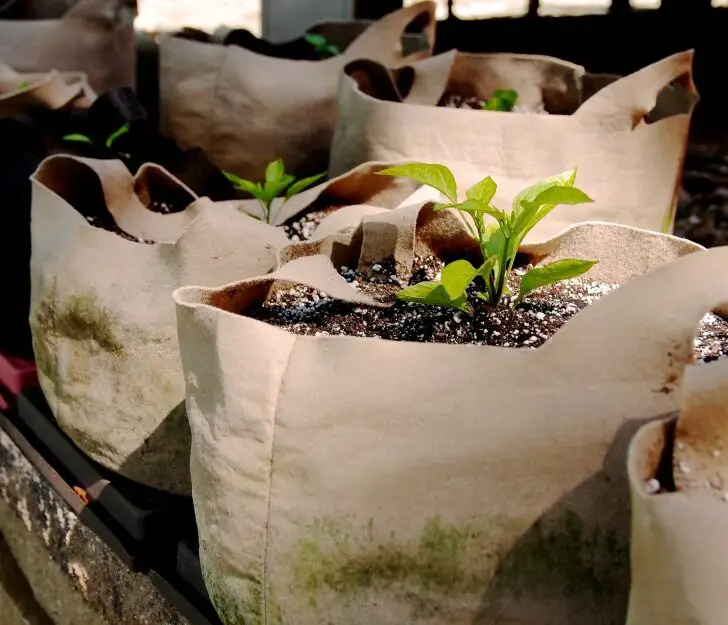 Fabric Grow Bags vs Plastic Plant Pots Which is Best (Solved!) The