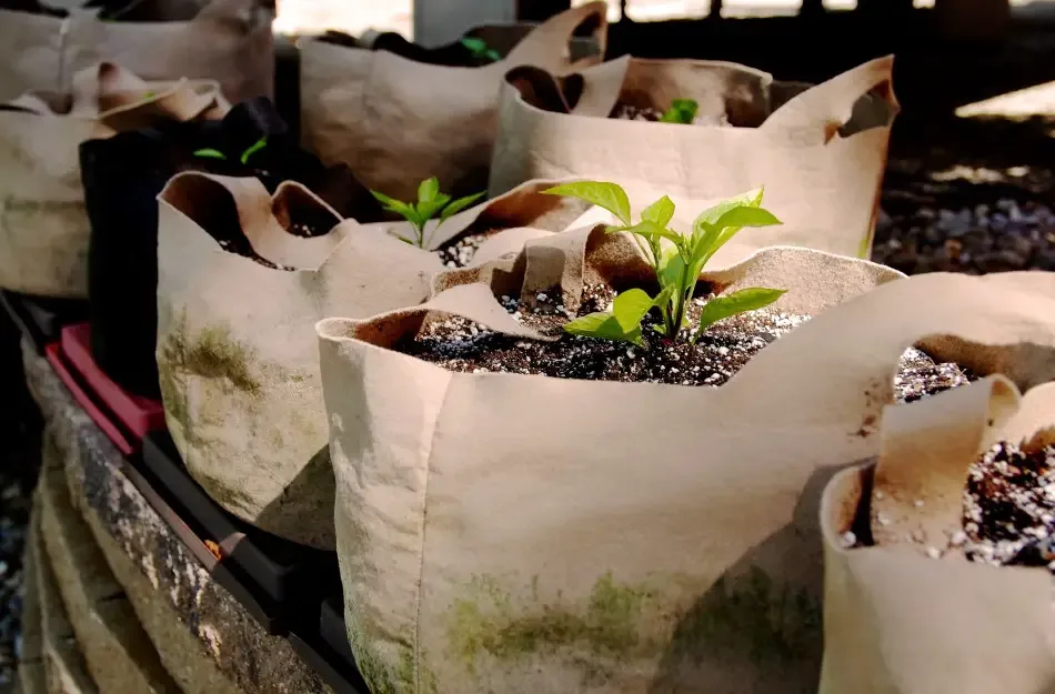 Photo of canvas grow bags filled with soil and plants growing out of them