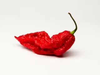 Photo of a fiery hot ripe ghost pepper on a white back drop