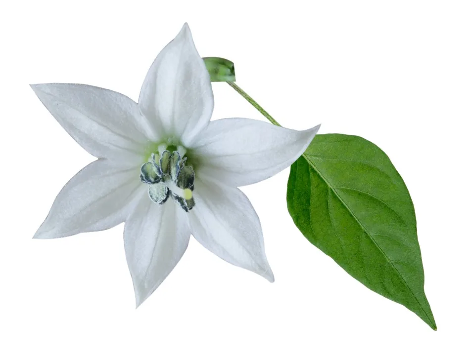 Close up photo of a single white pepper plant flower against a white backdrop