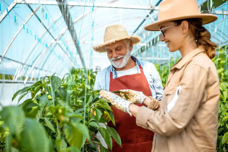 Photo of grandfather and granddaughter pruning peppers inside a greenhouse