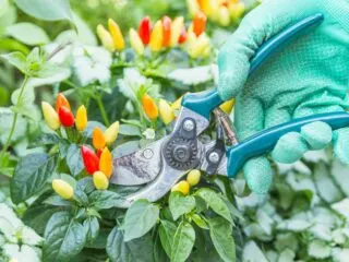 Photo of ornamental chili peppers being pruned by green handled sheers