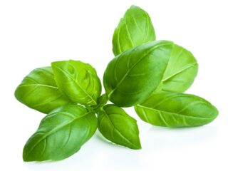 Photo of green basil leaves against a white backdrop