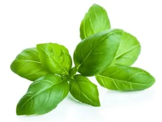 Photo of green basil leaves against a white backdrop