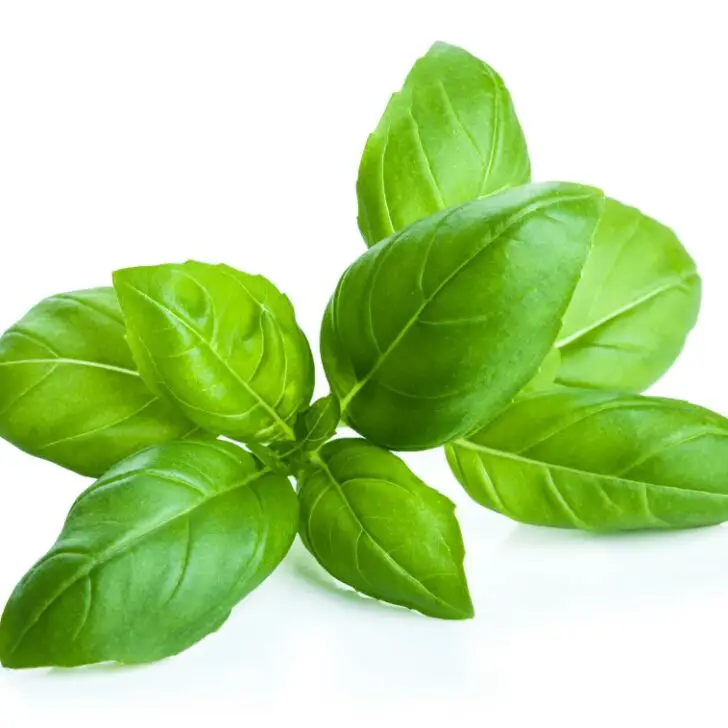 What Causes Holes in Basil and 5 Ways to Prevent Them The Spicy Trio